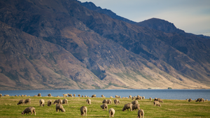 What is merino wool? Merino sheep in fiel by mountain, merinos wool clothing